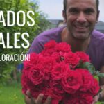 9 Consejos Esenciales para el Cuidado de Rosales en Otoño