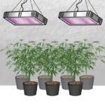 9 Consejos Expertos para Aprovechar las Luces de Cultivo