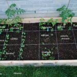 9 Consejos para Cultivar Abundantes Papas en Camas Elevadas