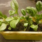 9 Consejos para Cultivar Espinacas en Macetas Todo el Año