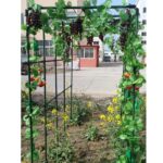 9 Consejos para Cultivar Uvas en Camas Elevadas