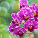 9 Consejos para Lograr que tus Orquídeas Vuelvan a Florecer