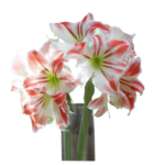 9 Consejos para Prevenir la Pudrición de Bulbos de Amaryllis