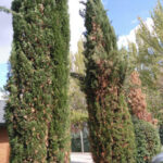 9 Enfermedades del Pino que Debes Vigilar en tu Jardín