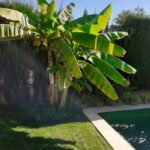 9 Especies de Plataneros Ideales para Jardines Hogareños