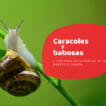 9 Estrategias Efectivas para Proteger tus Hostas de las Babosas