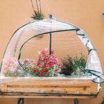 9 Estrategias Ingeniosas para Proteger tus Plantas en Maceta del Frío
