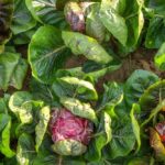 9 Exquisitas Variedades de Radicchio para Cultivar en Casa
