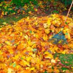 9 Formas de Mantener tu Jardín Fresco Este Otoño