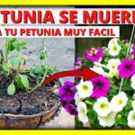 9 Formas de Revivir tus Petunias Decaídas