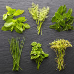 9 Hierbas Nativas para Sustituir a la Menta Intensa