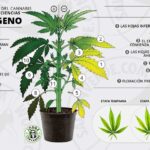 9 Métodos para Recuperar Plantas con Exceso de Fertilizante