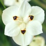 9 Motivos para Cultivar Irises Bicolor en Esta Temporada