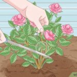 9 motivos por los que tu rosal no florece este otoño
