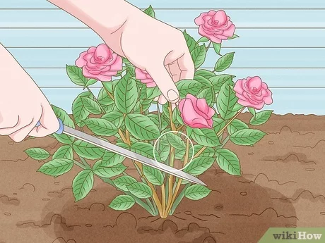 9 motivos por los que tu rosal no florece este otoño