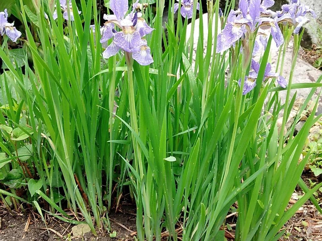 9 Motivos por los que tus iris no florecen este año