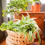 9 Opciones Económicas y Populares para Plantas de Interior Difíciles de Conseguir