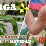 9 Plagas del Cactus Navideño: Identificación y Control Efectivo