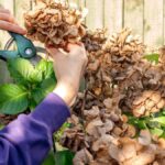 9 Plantas de Interior para Podar en Enero