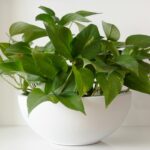 9 Plantas de Interior que Deberías Trasladar al Exterior en Verano