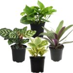 9 Plantas de Interior Que Facilitan la Venta de tu Casa