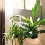 9 Plantas de Interior que Necesitan Riego en Spray Regularmente