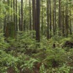 9 Plantas de Sotobosque para tu Jardín en Permacultura