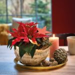 9 Plantas Navideñas Alternativas a la Poinsettia para tu Decoración