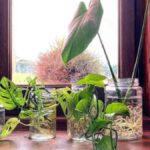 9 señales de que debes desechar tu planta de interior