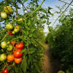 9 Ventajas de Cultivar en Túneles Altos