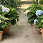 9 Ventajas de Plantar Hortensias en Otoño