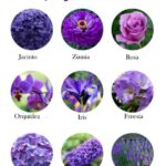97 Flores Violetras: Lista Completa con Nombres e Imágenes