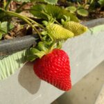 ¿A qué hora plantar fresas en la zona 7?