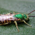 Abejas Verdes: Control de Abejas de Sudor en el Jardín
