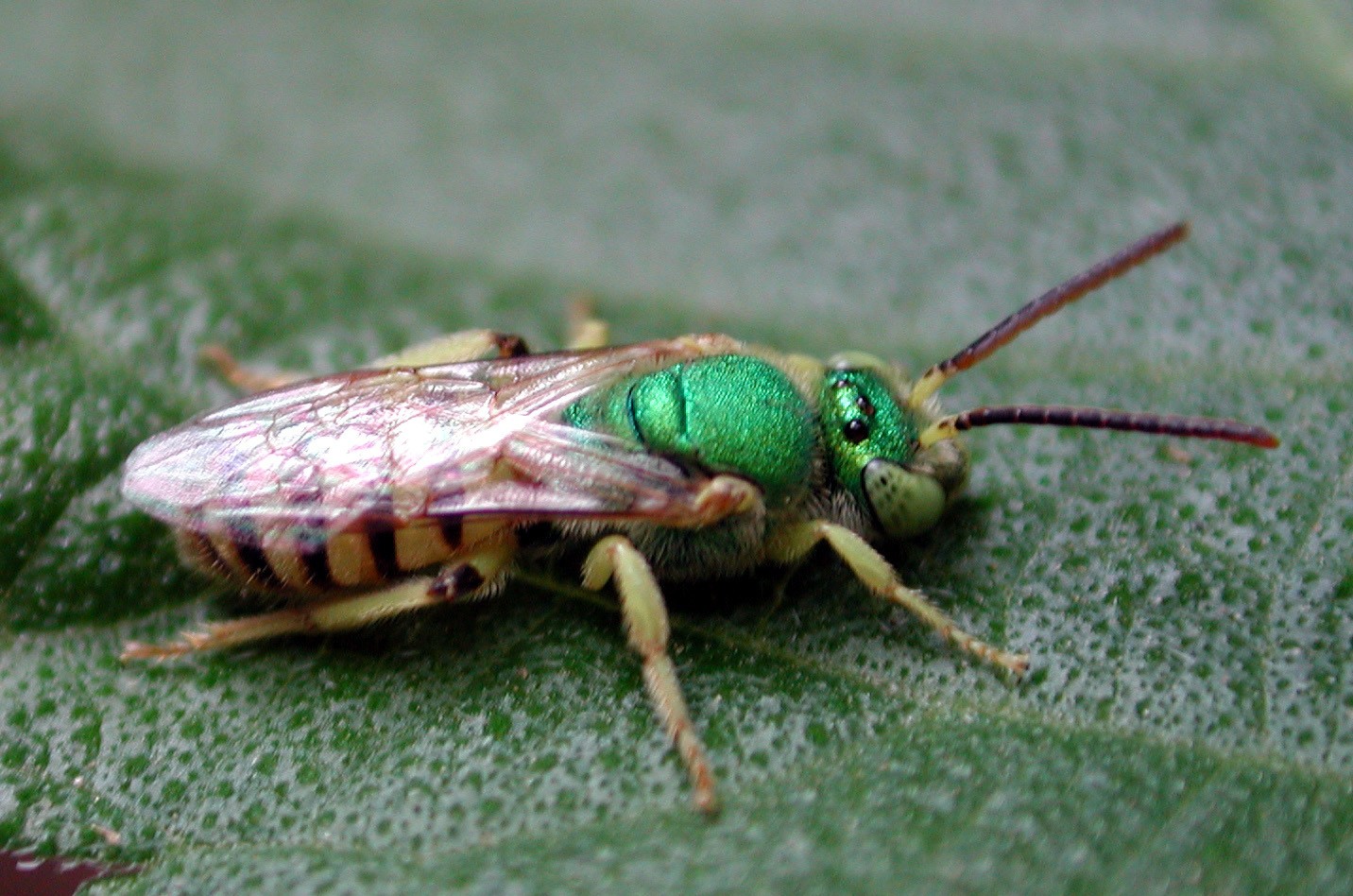 Abejas Verdes: Control de Abejas de Sudor en el Jardín