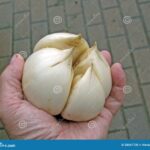 Ajos Gigantes: Alliums de Tamaño Extraordinario