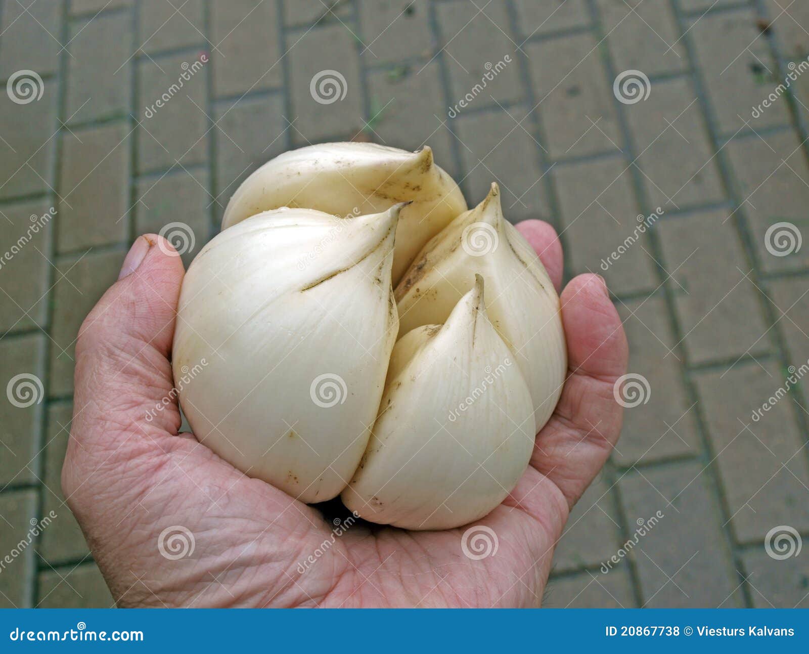 Ajos Gigantes: Alliums de Tamaño Extraordinario
