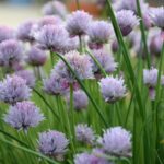 Aliados del Allium: Plantas Compañeras del Cebollín
