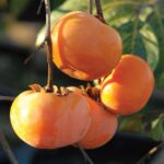 Árboles de caqui: Delicias frutales y bocadillos naturales
