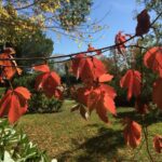 Árboles que Alimentan a la Fauna en Otoño e Invierno