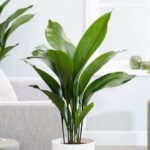 Aspidistra: Una Planta Frondosa que Perdura por Décadas