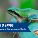 Atrae ranas a tu jardín este año: métodos y razones