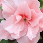 Azaleas y Rhododendrons: Diferencias Clave Explicadas