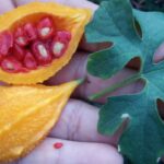 Balsamina o Melón Amargo: Viajando por la Vid Exótica