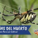 Beneficios de las arañas para el jardín