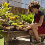 Beneficios de trasladar tus plantas de interior al exterior en verano