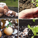 Beneficios y desventajas de usar cáscaras de huevo en tomates