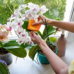 Beneficios y riesgos del uso de café en orquídeas