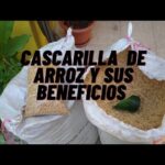 Beneficios y usos de la cascarilla de arroz en jardines
