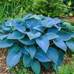 Blue Hostas: Guía Completa para Plantar Cultivar y Cuidar